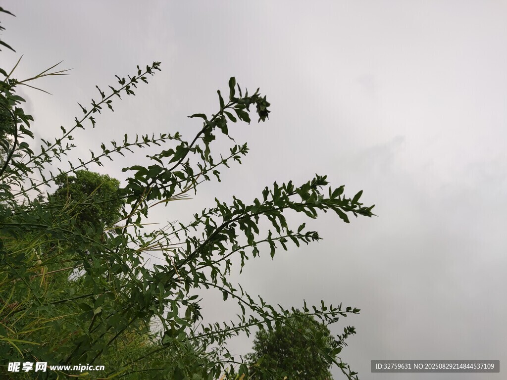 天空下的绿植枝叶