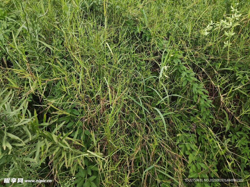 茂密绿植景观