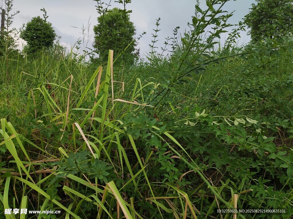 野外繁茂绿植景观