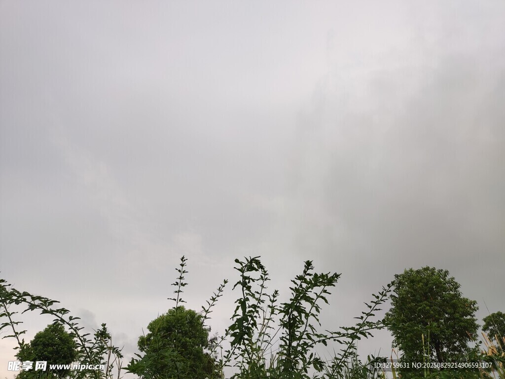 阴天中的树梢