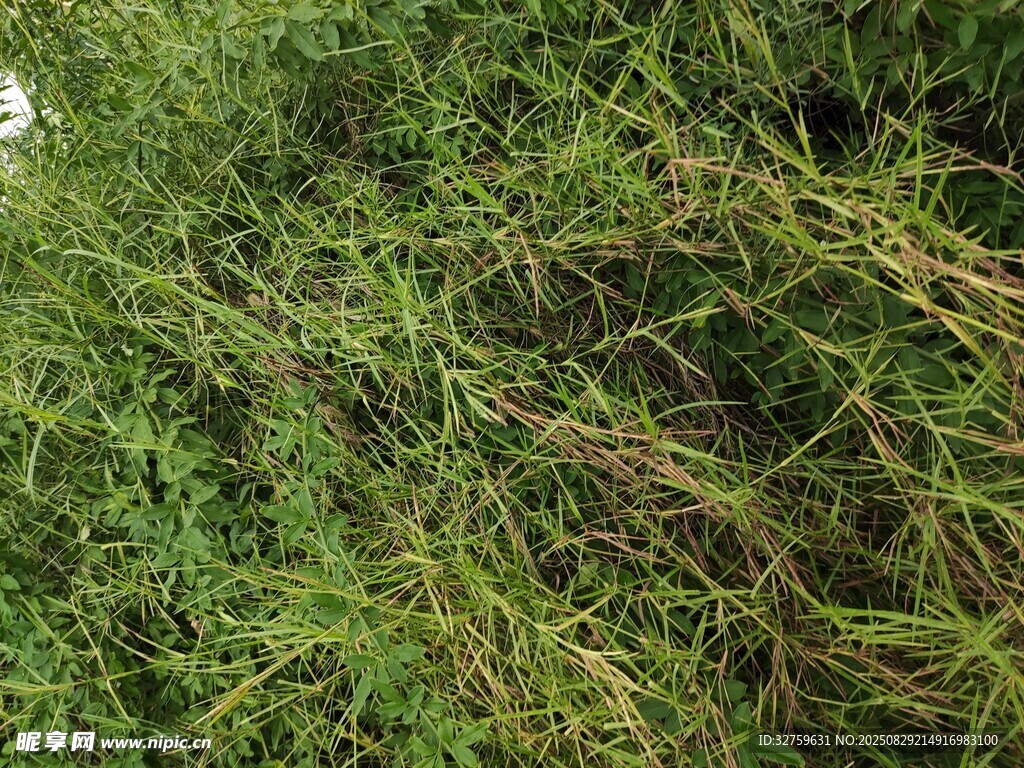 繁茂的绿色草丛