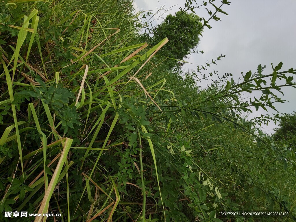 野外茂盛的绿色植物