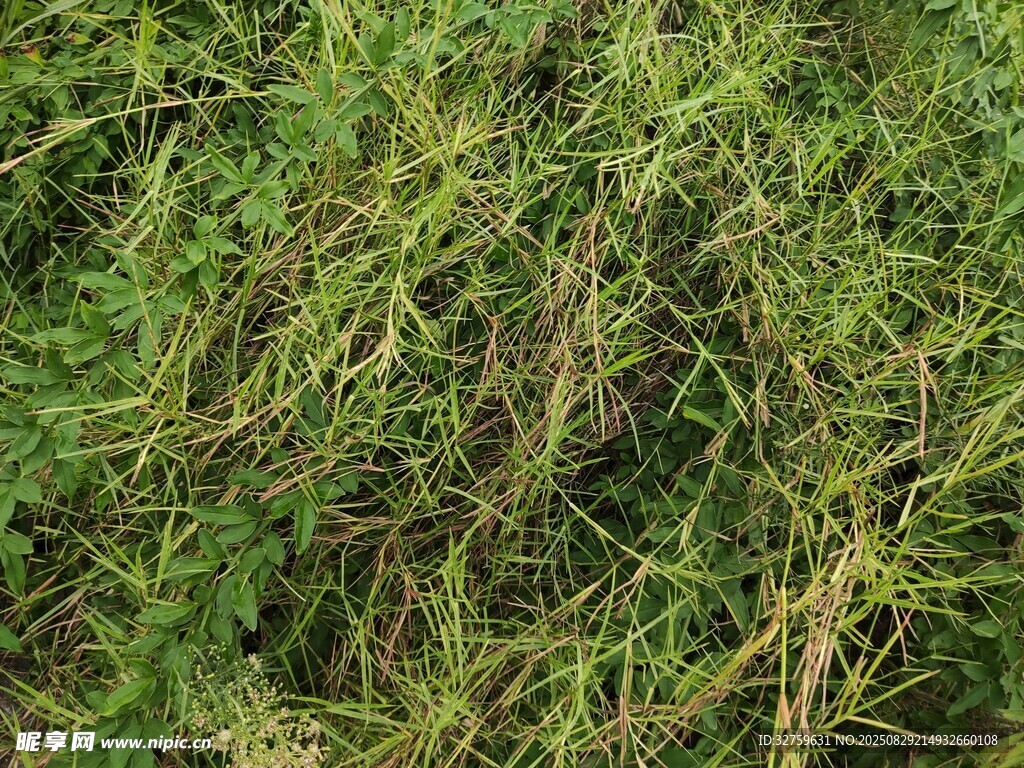 茂密绿色植物景象