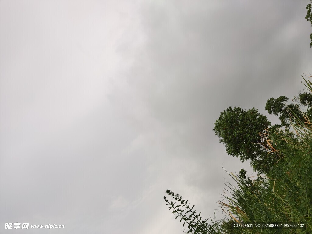 阴天时的绿植与天空