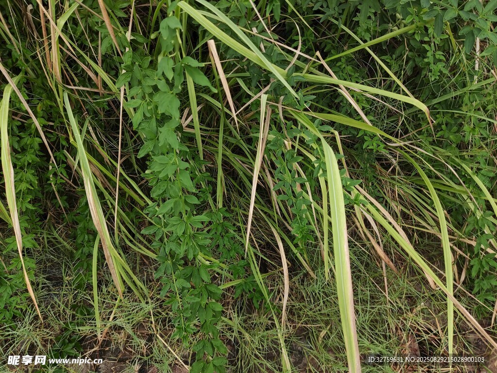 田野中的绿色植物