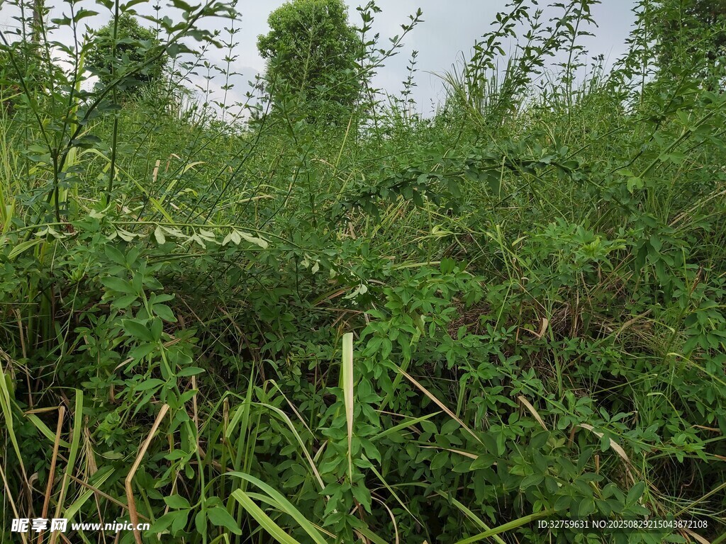 野外繁茂的绿色植物景观