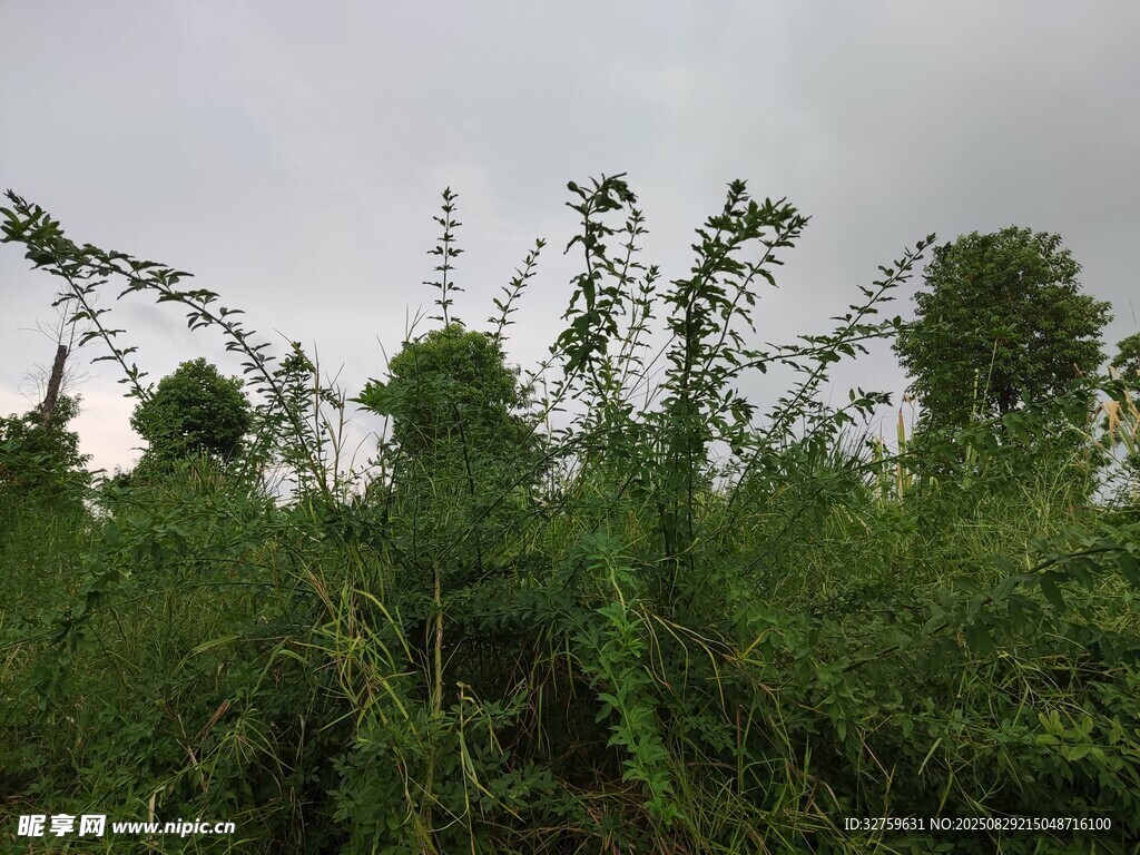 野外繁茂绿植景象