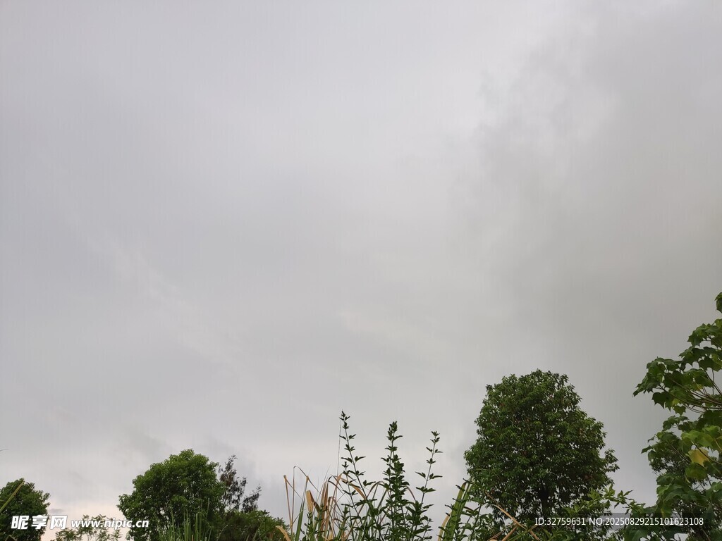 阴天中的绿树景象