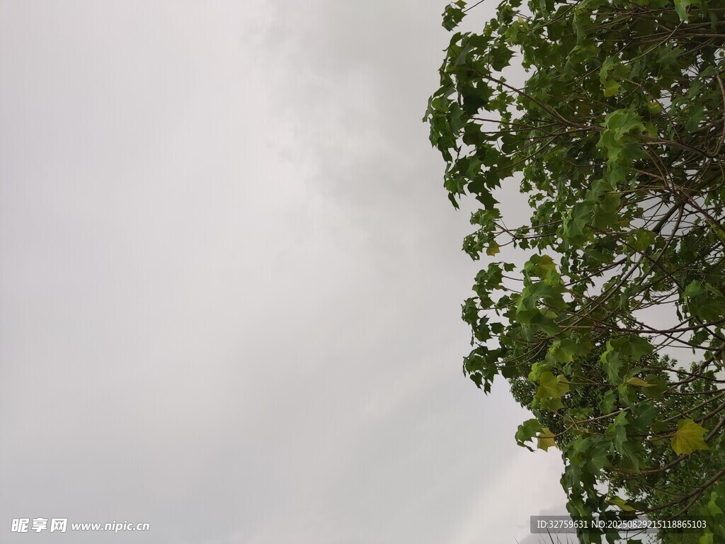树梢旁的灰白天空