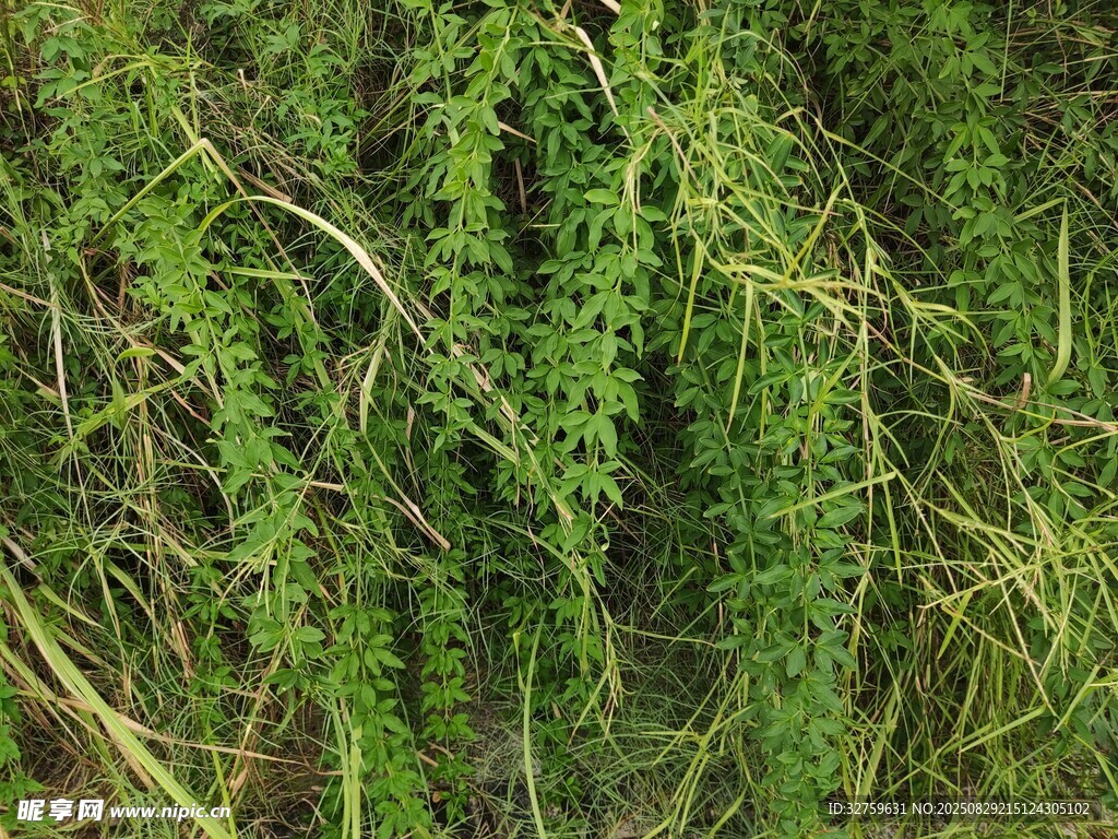 翠绿繁茂的丛生植物
