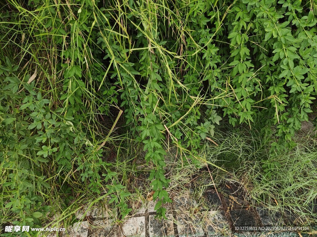 繁茂绿植覆盖地面景象