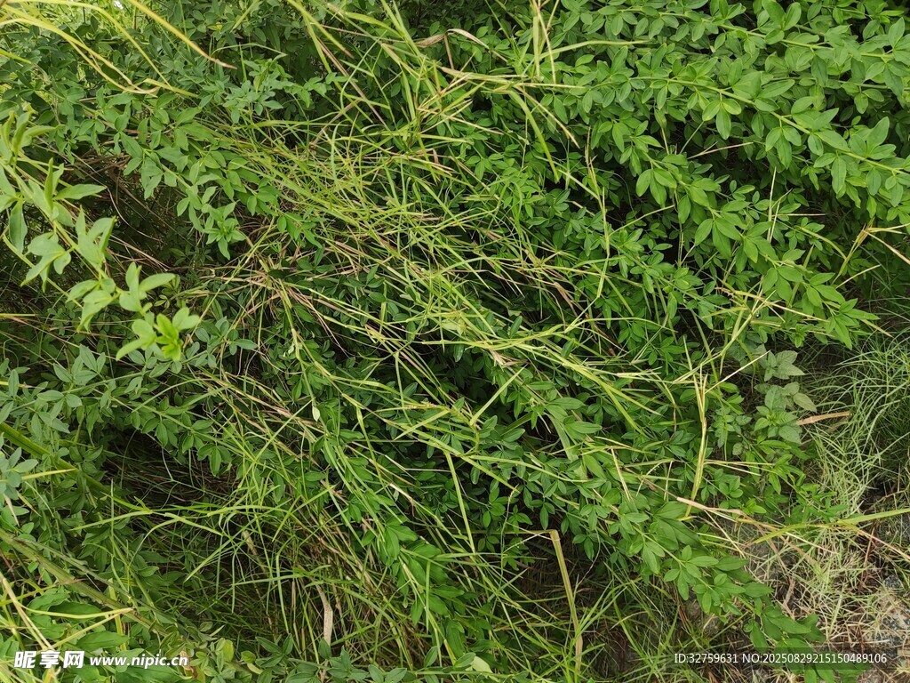 茂密翠绿的植物枝叶