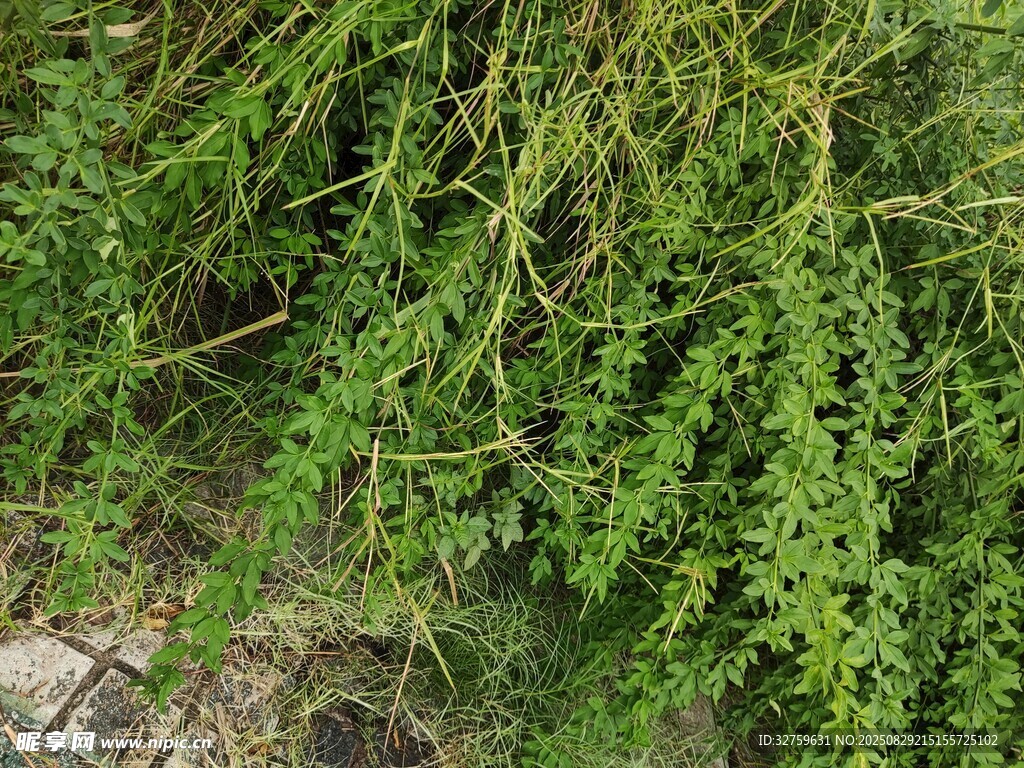 茂密翠绿的野生植物景观