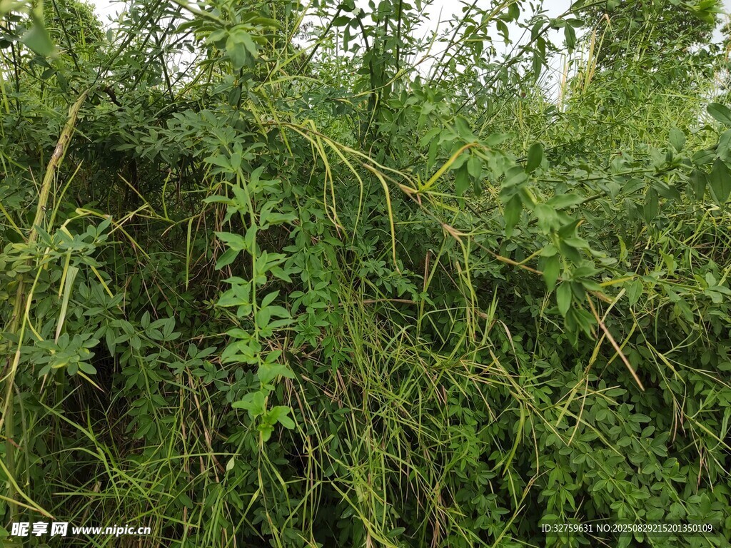 茂密绿植景观