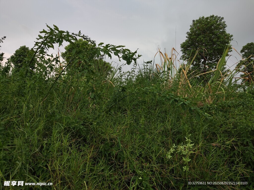 野外茂密的绿色植被