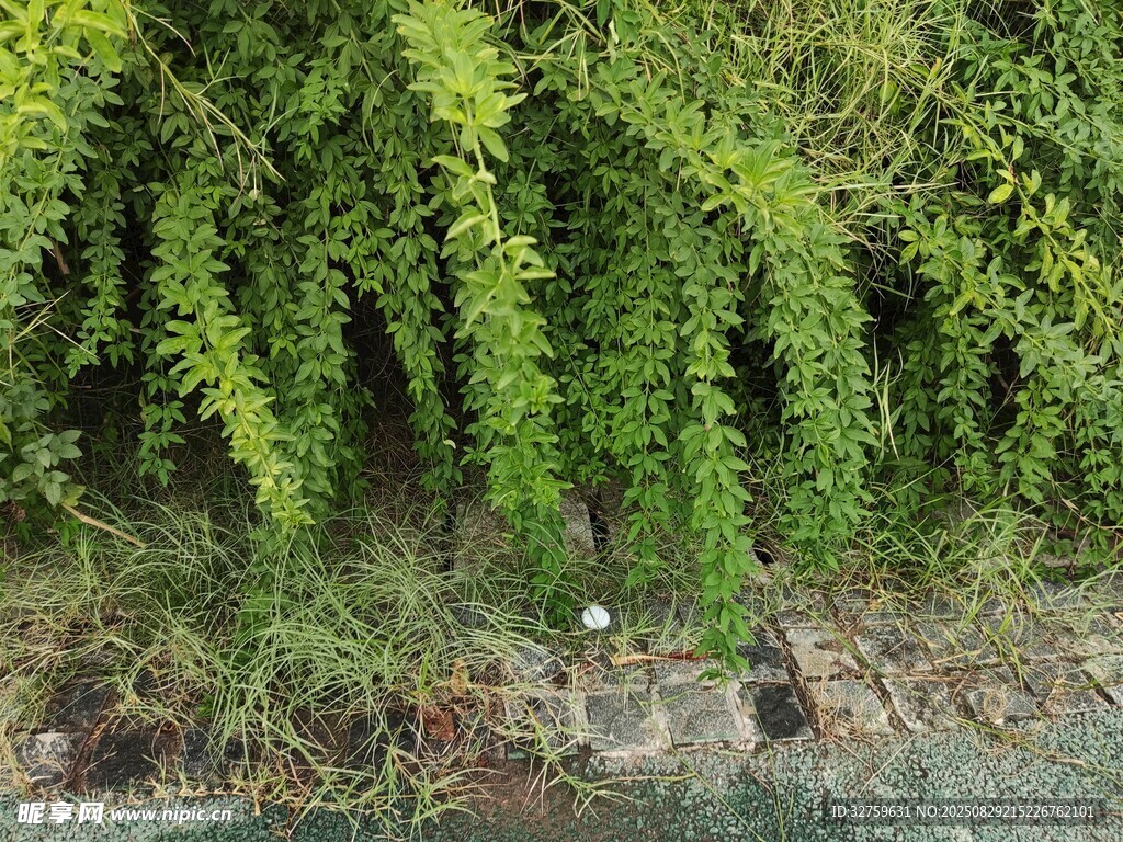 绿叶覆盖的地面景象