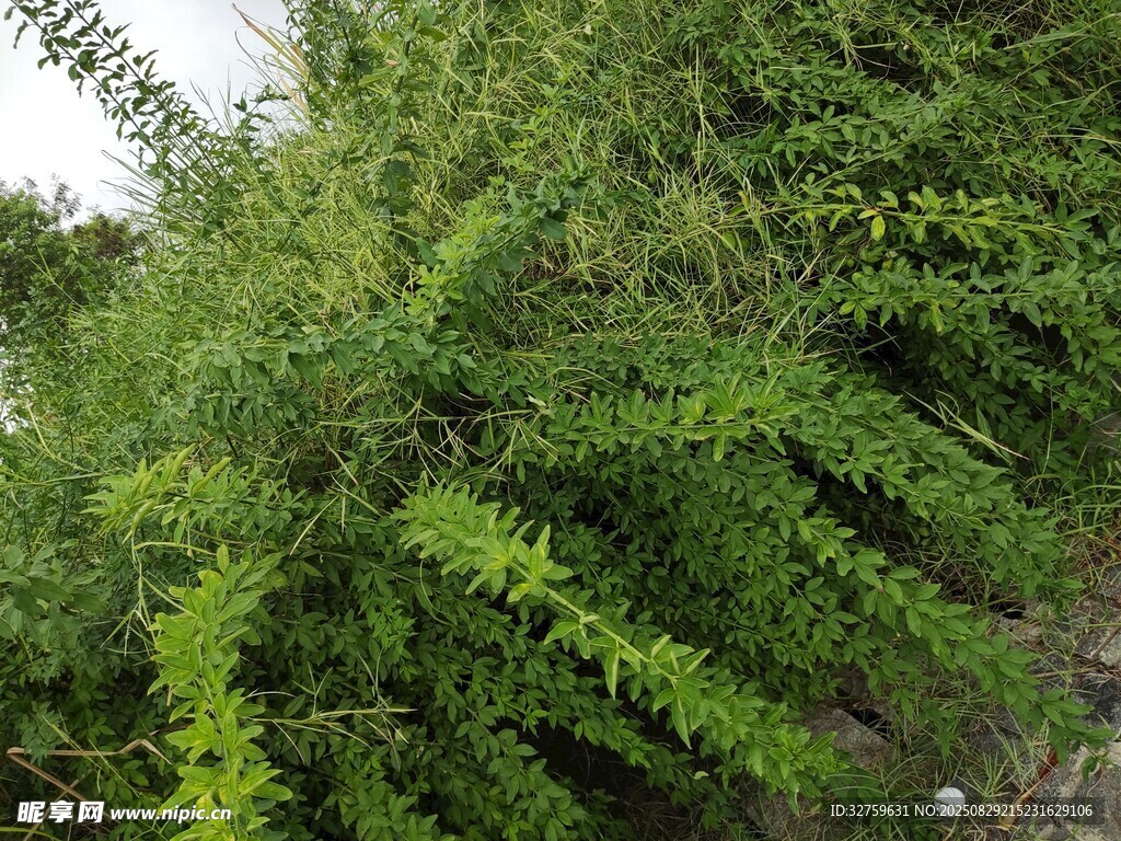 繁茂绿植景观