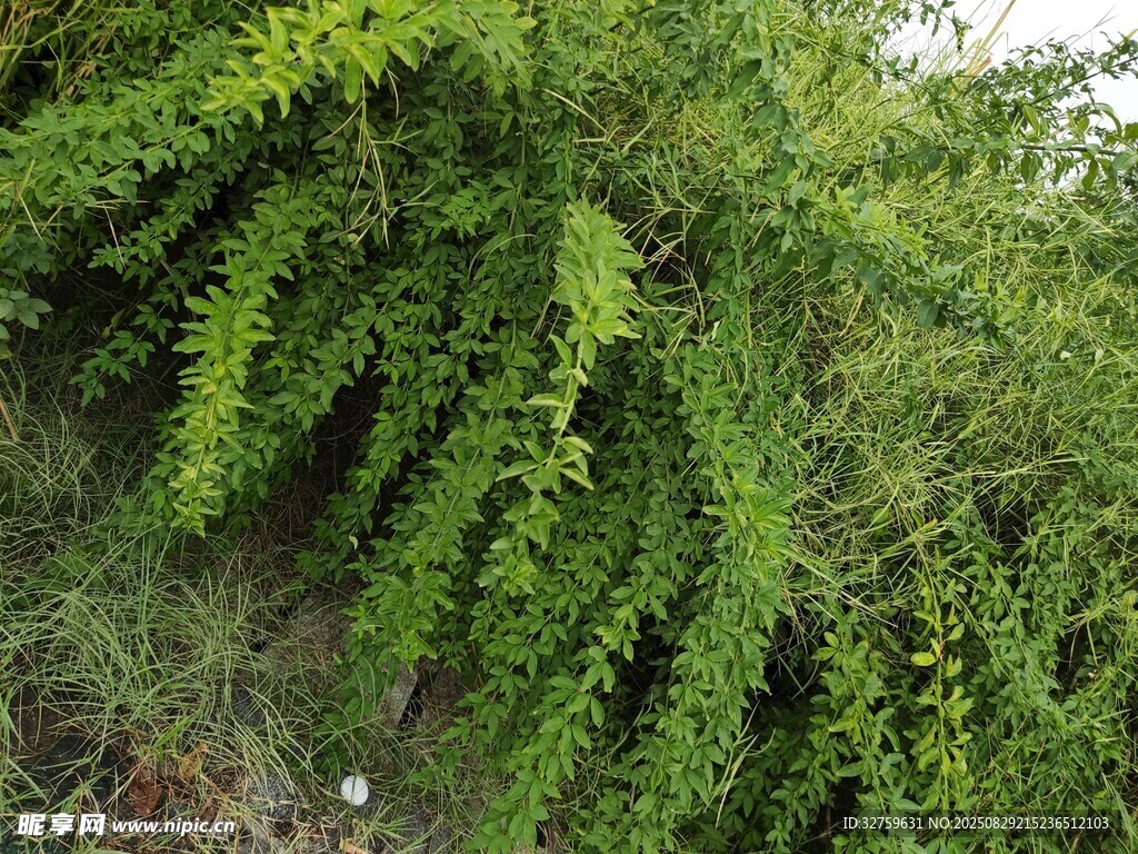 翠绿藤蔓植物自然景象