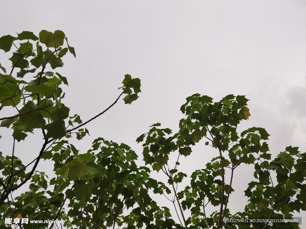 枝头绿叶映灰白天空