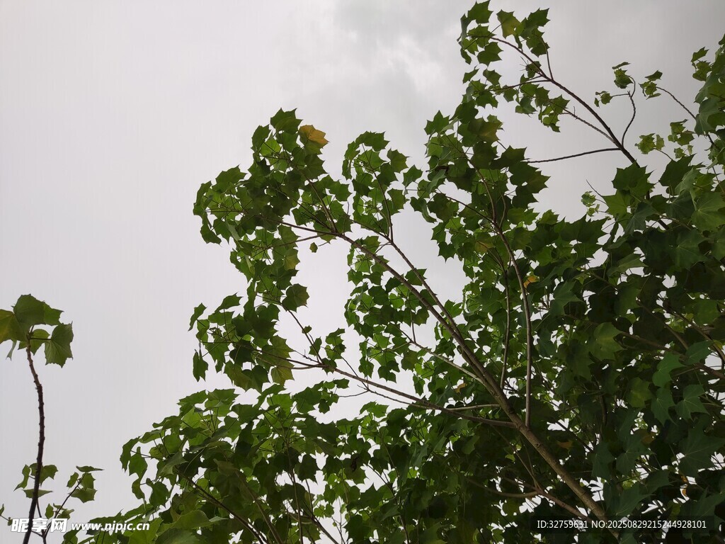 绿叶繁茂的树梢