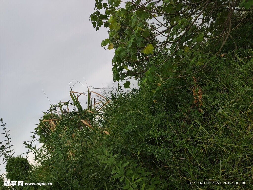 野外茂密绿植景象
