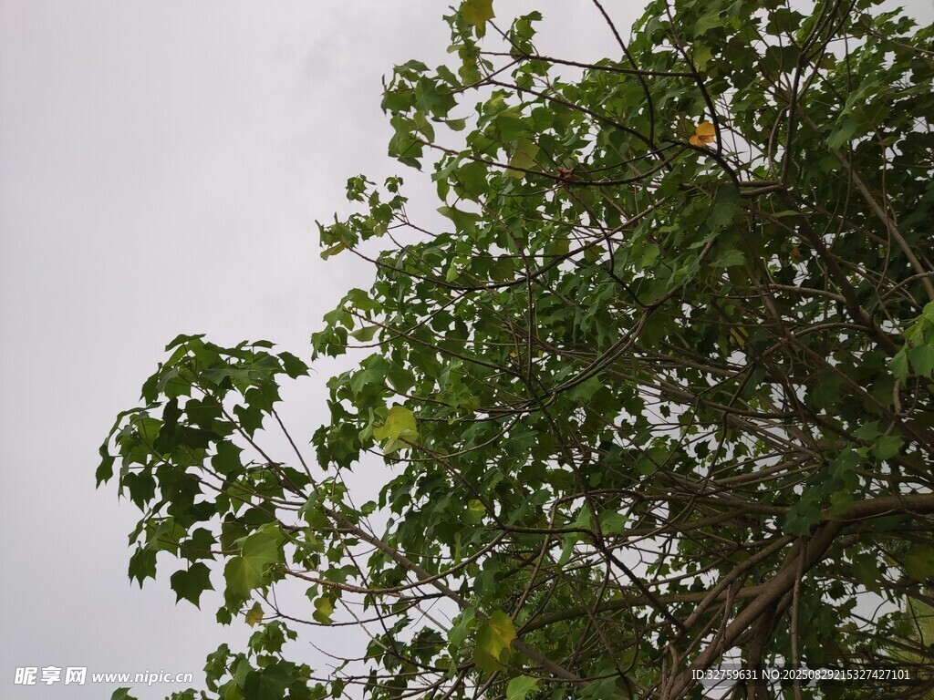 绿叶繁茂的树冠