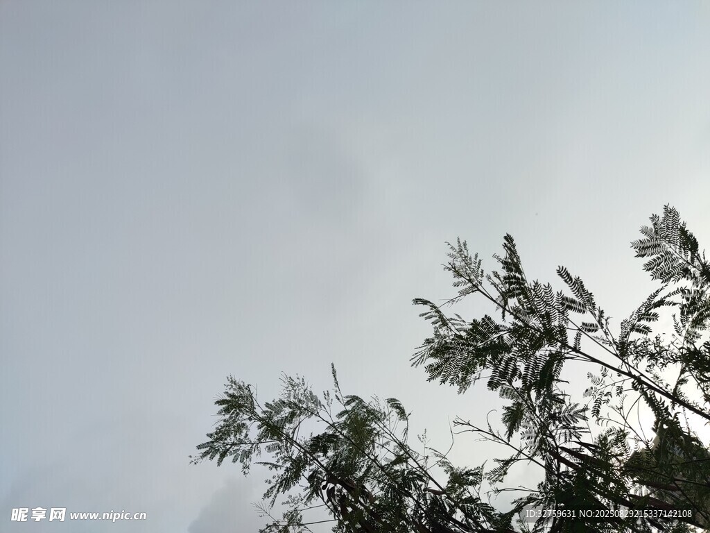 树梢之上的朦胧天空