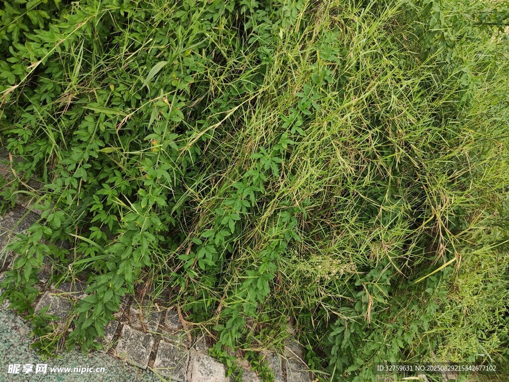 翠绿繁茂的藤蔓植物