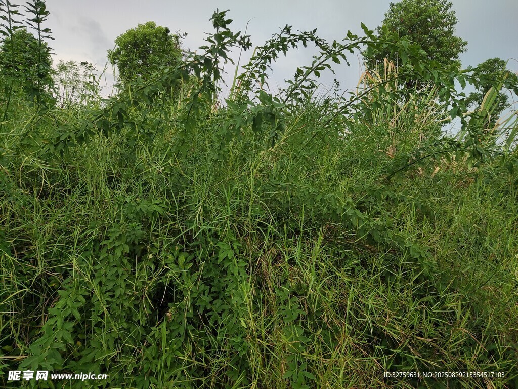 茂密绿植景观