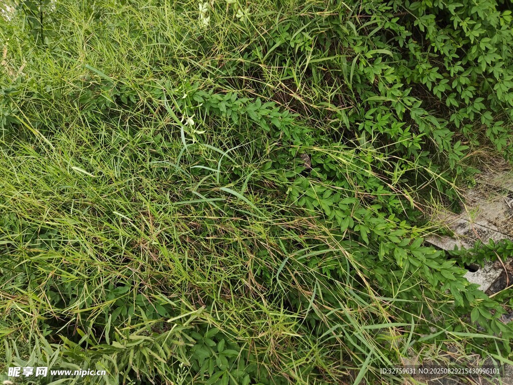 繁茂绿植景观
