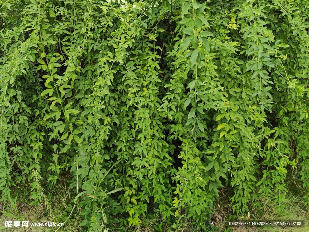 翠绿藤蔓植物自然景致