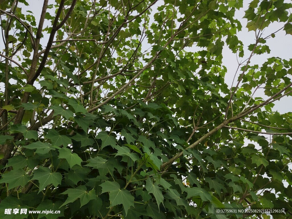 繁茂绿叶的生机景象