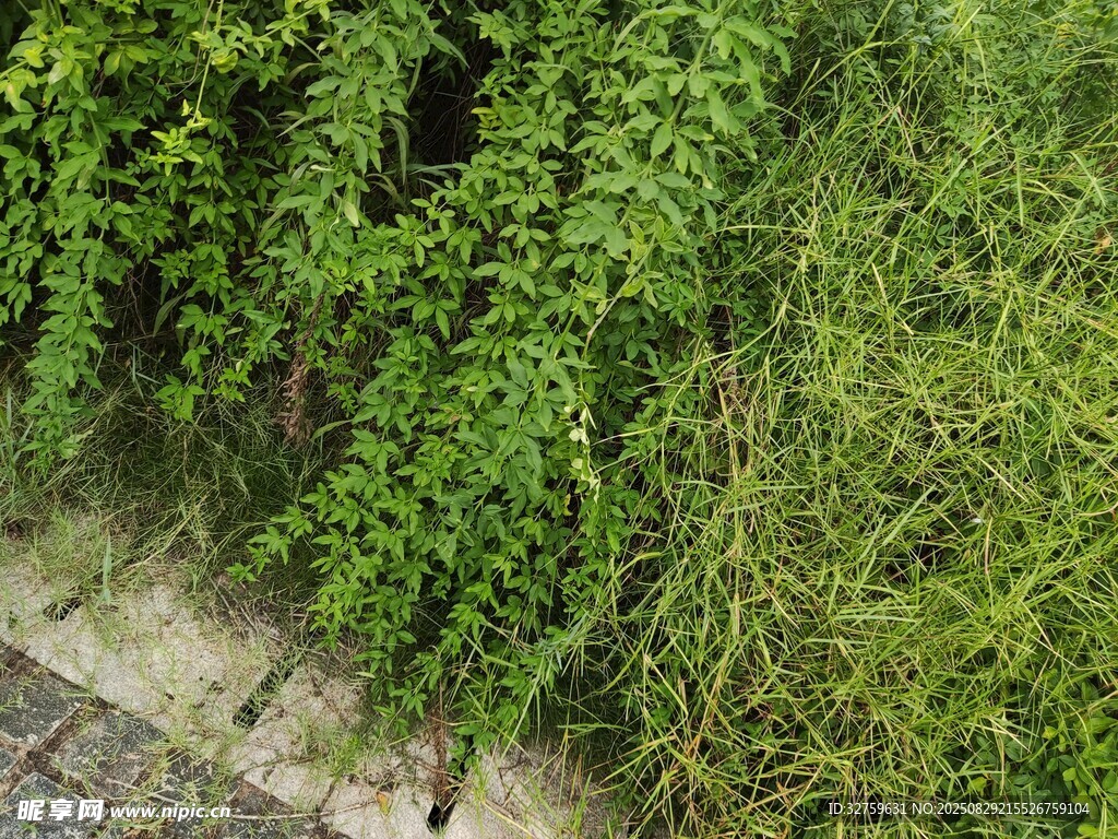 墙边繁茂绿植景象