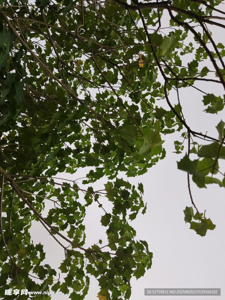 绿叶繁茂的树枝