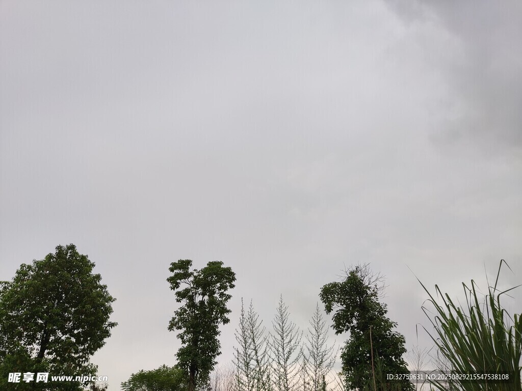 阴天中的树木与绿植