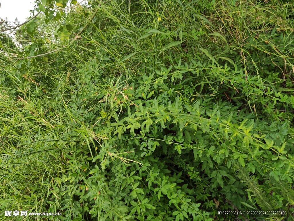 茂密绿植景观