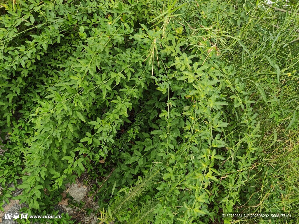 翠绿繁茂的藤蔓植物