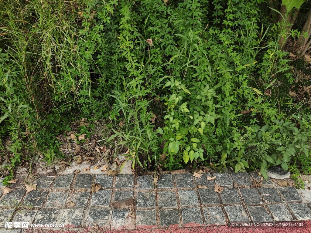 路边茂盛绿植