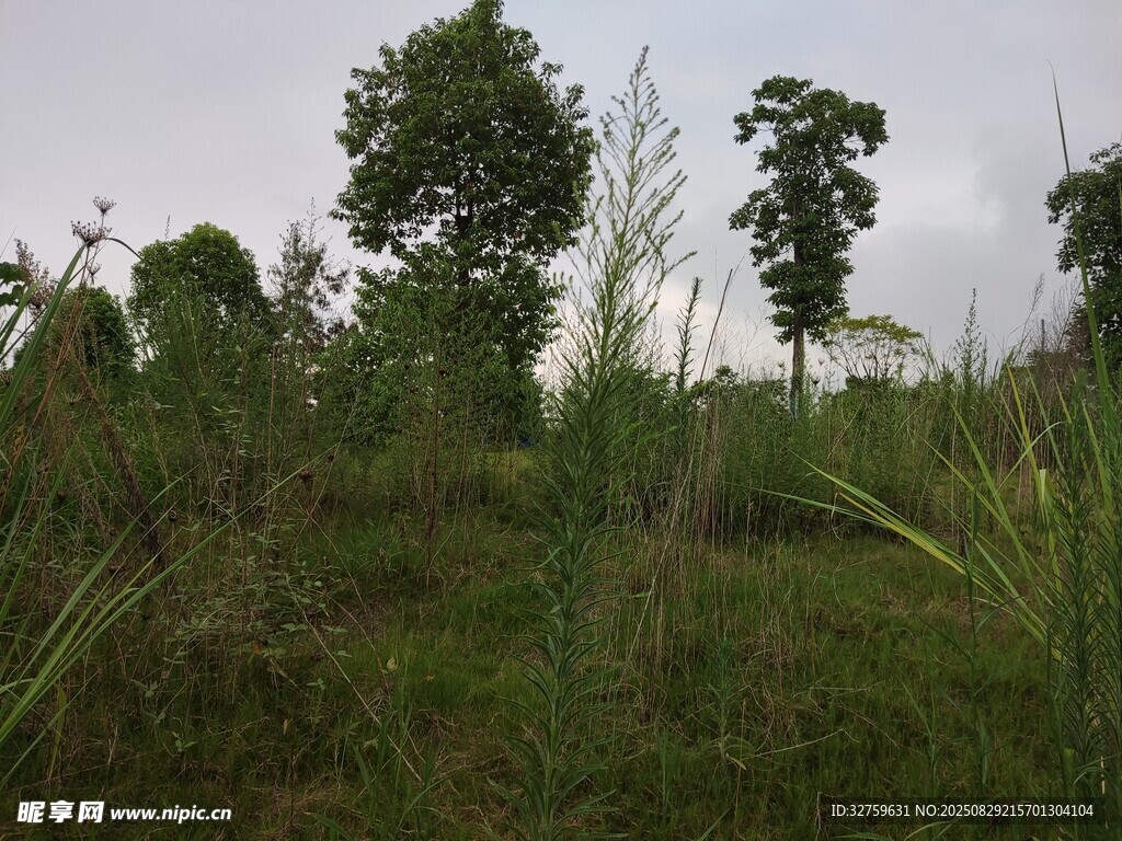 野外草地树木自然景观