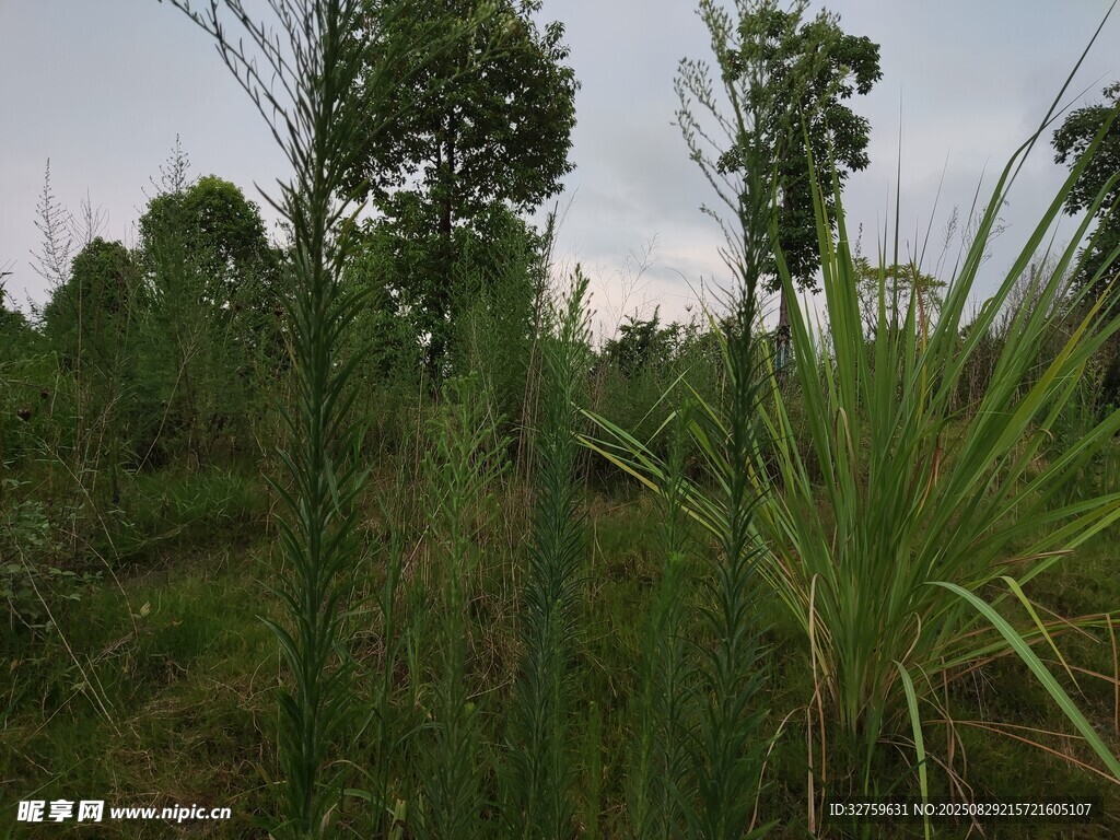 野外葱郁草木景观