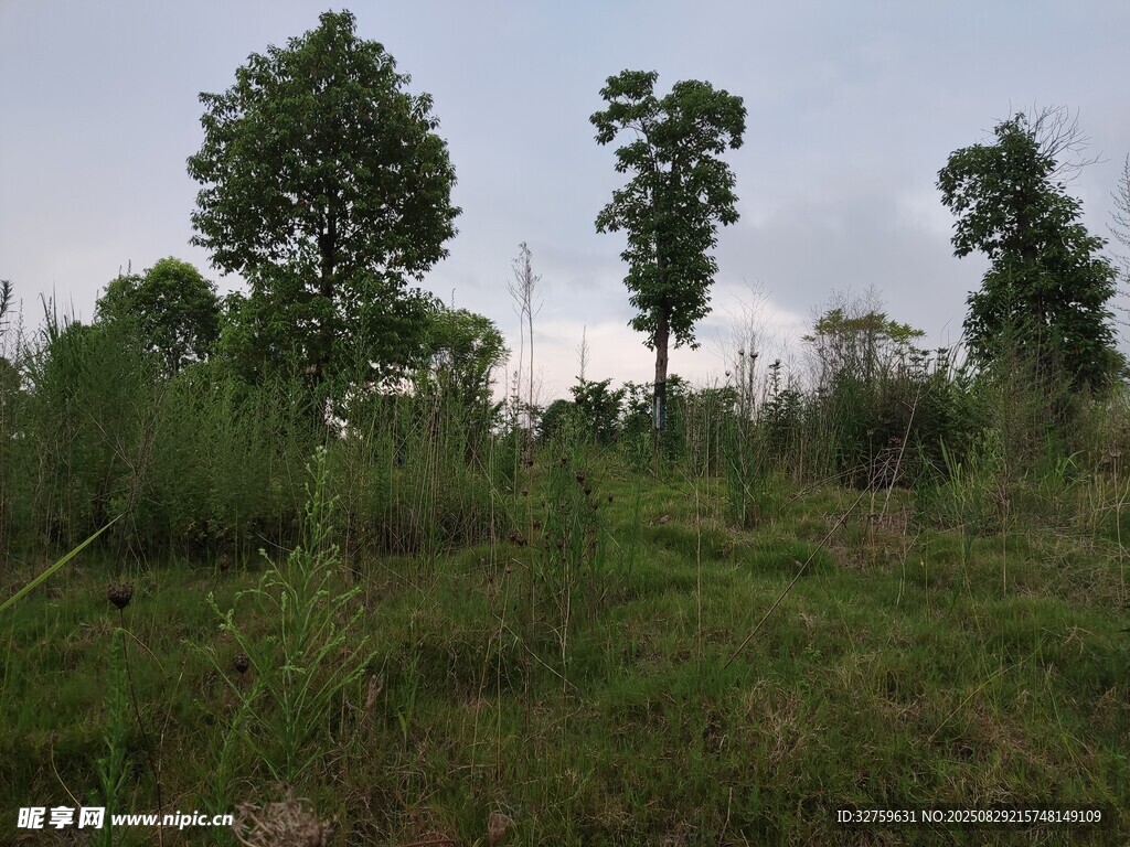 野外葱郁草地与树木景观