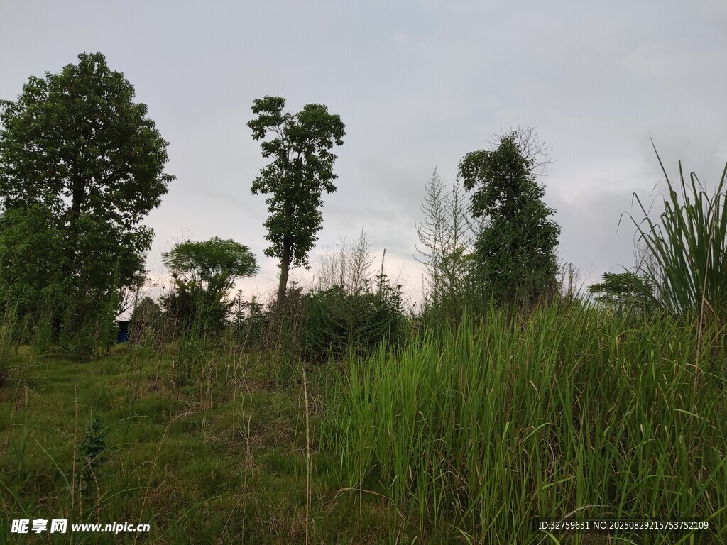 野外草地与树木景观