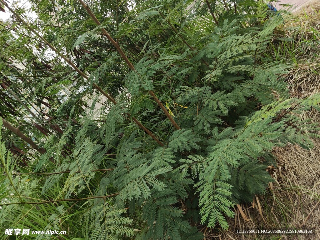 山坡上的翠绿蕨类植物