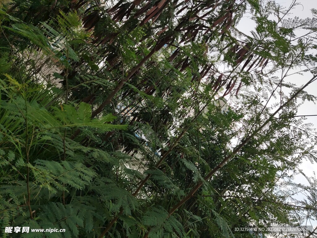 茂密绿植景观