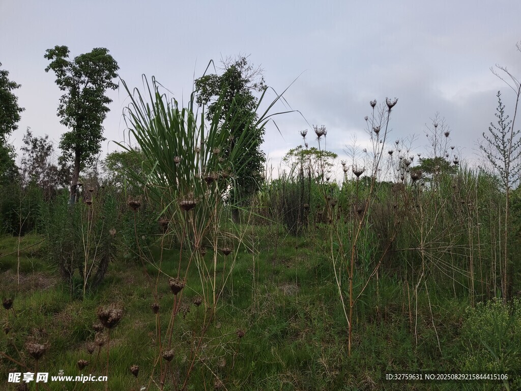 野外绿植丛生的自然景象