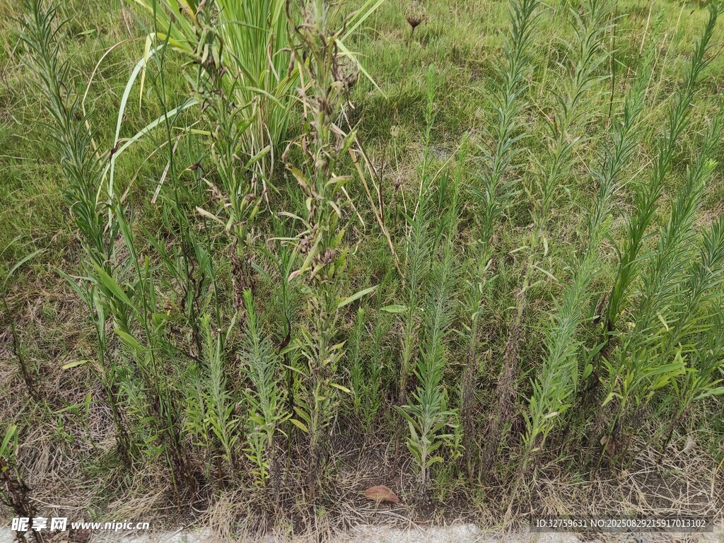 野外丛生的绿色禾本科植物