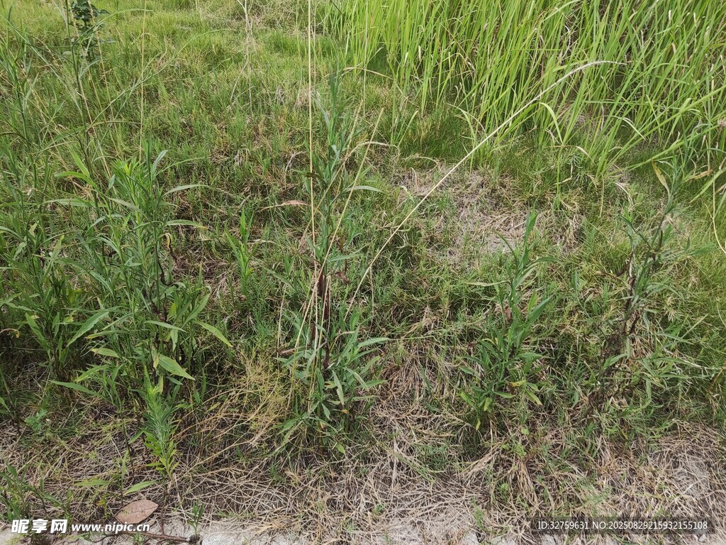 草地景象