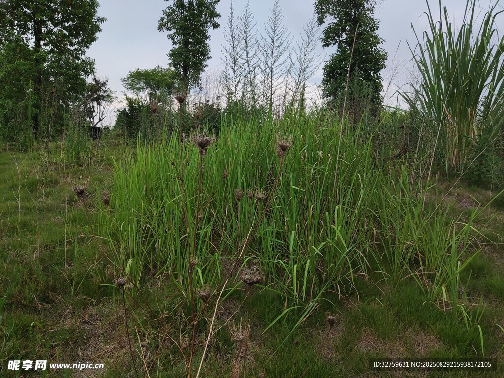 野外葱郁草地与树木景观