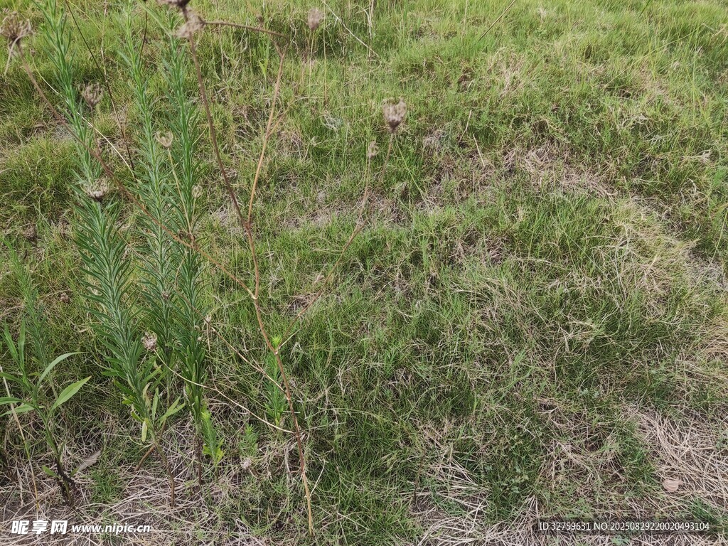 野外草地景象