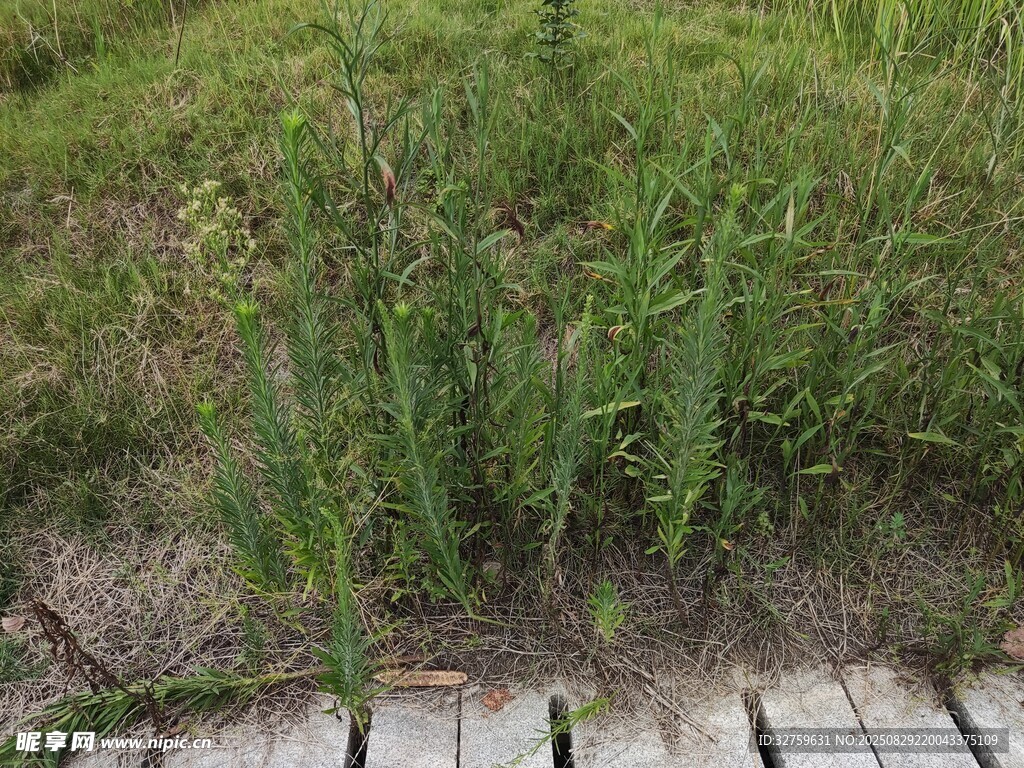 路边绿植景观